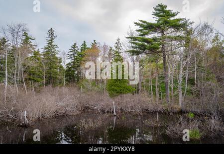 Parco Nazionale di Acadia nel Maine Foto Stock
