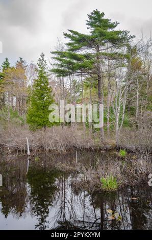 Parco Nazionale di Acadia nel Maine Foto Stock