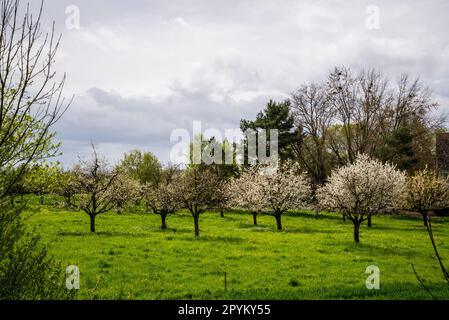 Paesaggio in primavera a Riehen vicino Basilea, Basilea, Svizzera Foto Stock