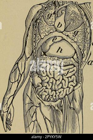 «Il corpo umano e la salute: Un libro di testo elementare di anatomia essenziale, fisiologia applicata e igiene pratica per le scuole» (1908) Foto Stock