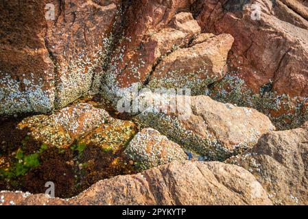 Parco Nazionale di Acadia nel Maine Foto Stock