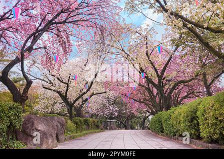 tokyo, giappone - Aprile 05 2022: Percorso del Parco Asukayama durante il festival primaverile, quando gli alberi di ciliegio giapponesi sono in fiore. Foto Stock