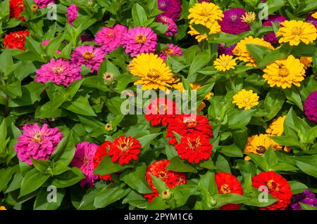 Sydney Australia, giardino di zinnie fiorite e luminose Foto Stock