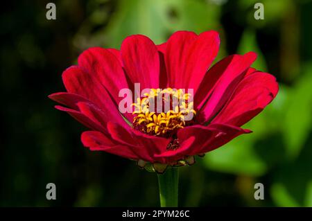 Sydney Australia, fiore rosso zinnia con centro giallo Foto Stock