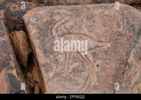 petroglyph di uno struzzo, Ait Ouazik deposito rock, fine Neolitico, Marocco, Africa Foto Stock