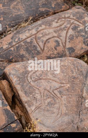 petroglyph di uno struzzo, Ait Ouazik deposito rock, fine Neolitico, Marocco, Africa Foto Stock