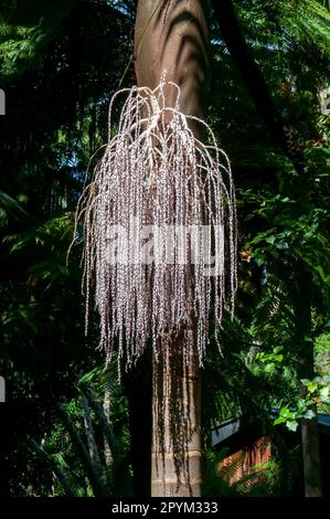 Sydney Australia, archontophoenix cunninghamiana tronco d'albero e fiori e steli di semi Foto Stock