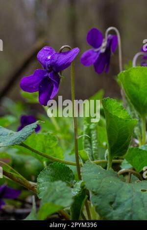Viola odorata. Profumato. Viola fiore foresta fioritura in primavera. Il primo fiore di primavera, viola. Violetti selvatici in natura. Foto Stock