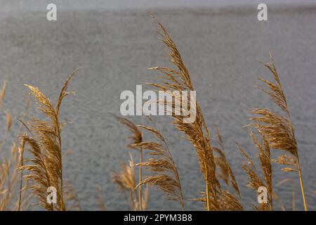 Comune canna Phragmites australis. Ispessimenti di morbidi tronchi secchi di canna comune sullo sfondo dell'acqua di lago. In alto concetto di natura per desig Foto Stock