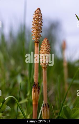 Messa a fuoco selettiva. Un tiro spore-cuscinetto del cavallo Equisetum arvense. Spikelet di cavallo di campo in primavera. Coni controversi di h Foto Stock