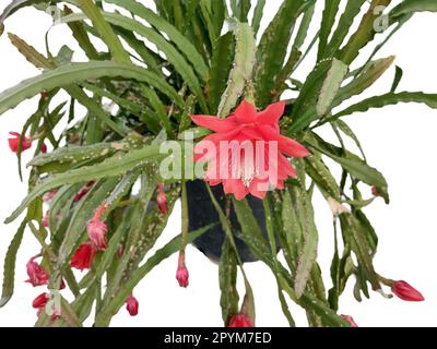 Cactus orchidea fiorente. Disocactus ackermannii Foto Stock