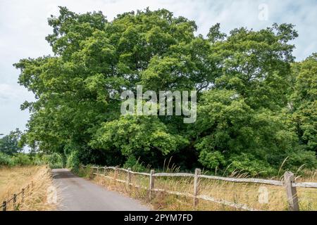 Maturo grande quercia in foglia piena in un campo che sovrasta tradizionale palo di legno e ringhiera accanto a una corsia di campagna Foto Stock