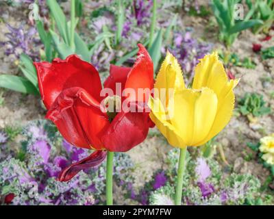 Un tulipano rosso e uno giallo. Due tulipani Foto Stock