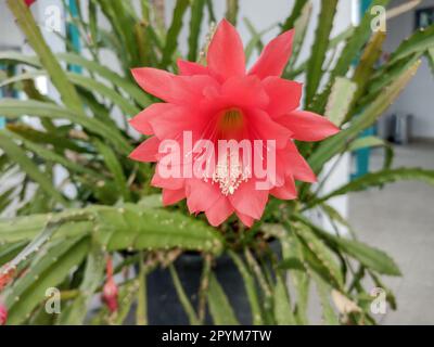 Cactus orchidea fiorente. Disocactus ackermannii Foto Stock