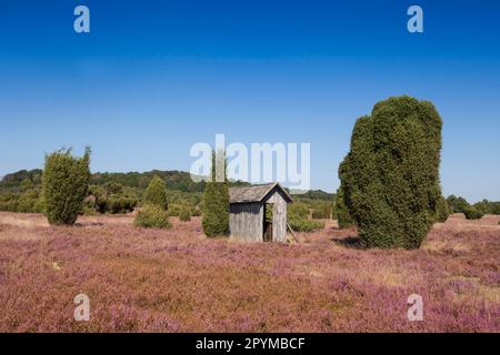 Recinzione di api con le scatole di api e alveari, Lueneburger Heide riserva naturale, vicino a Undeloh, bassa Sassonia, Germania Foto Stock