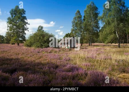 Recinzione di api con le scatole di api e alveari, Lueneburger Heide riserva naturale, vicino a Undeloh, bassa Sassonia, Germania Foto Stock