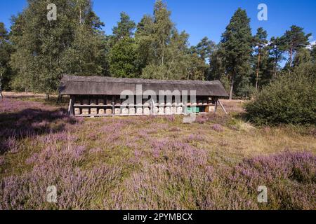 Recinzione di api con le scatole di api e alveari, Lueneburger Heide riserva naturale, vicino a Undeloh, bassa Sassonia, Germania Foto Stock