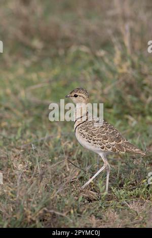 Corteggiatore a due bande (Rhinoptilus africanus), Tanzania Foto Stock