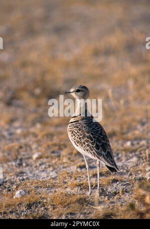 Smutsornis africanus, corteggiamento a doppia fascia (Rhinoptilus africanus), corteggiamento a doppia fascia, Animali, Uccelli, Ladatori, Courser con doppia fascia Foto Stock