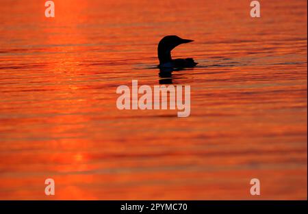 Great Northern Diver (Gavia immer) 'Common loon' nuoto in acqua al tramonto, Minnesota (U.) S. A Foto Stock