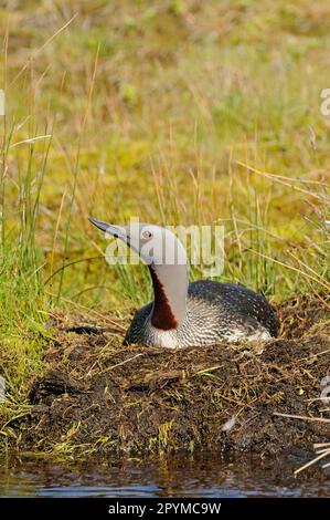 Tuffatore dalla gola rossa (Gavia stellata) adulto, piumaggio di allevamento, seduto sul nido, Islanda Foto Stock