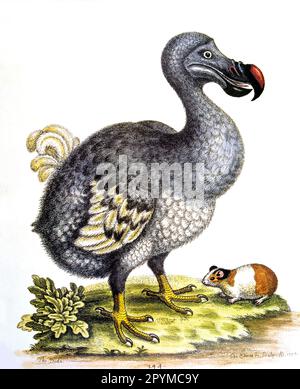 Dodo, Dronte, Dodos (Rafus cucullatus), Dronten, estinto, Animali, uccelli, incisione a colori Dodo, 1757 Foto Stock