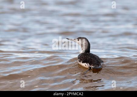 Red-Throated Diver (Gavia stellata) adulto, non-breeding piumaggio, nuoto, Cley, Norfolk, Inghilterra, Regno Unito Foto Stock