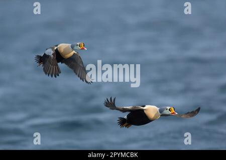 Re Eider due maschi adulti, in volo sul mare, Batsfjord, Penisola di Varanger, Finnmark, Norvegia s Foto Stock