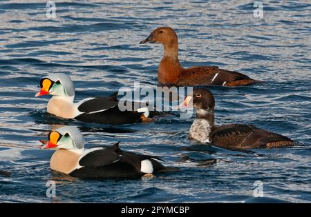 Re Eider due maschi adulti, maschio immaturo e femmina adulto, nuoto in mare, Norvegia settentrionale, marzo, eider, Anatre, oche, animali, uccelli, re Eider Foto Stock