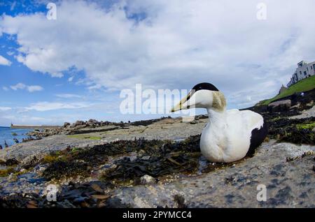 Edera comune (Somateria mollisima), adulto maschio, riposante sulla spiaggia, Seahouses, Northumberland, Inghilterra, Regno Unito Foto Stock