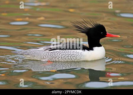 Merganser a lati squamatus (Mergus squamatus), uccello d'oca, animali, uccelli, Merganser a lati squamatus maschio adulto, nuoto sul lago, inverno Foto Stock