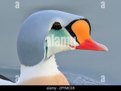 King Eider maschio adulto, piumaggio d'allevamento, primo piano, nuoto in mare, Norvegia settentrionale, Marzo, anatra Eider, anatra Eider, anatra Eider, anatra Eider Foto Stock