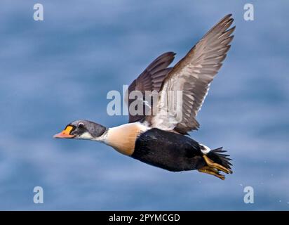 Eider comune, Eider magnifico, eider re (Somateria spectabilis), Eider comune, anatre Eider, anatre, oche, Animali, Uccelli, Re Eider immaturo Foto Stock