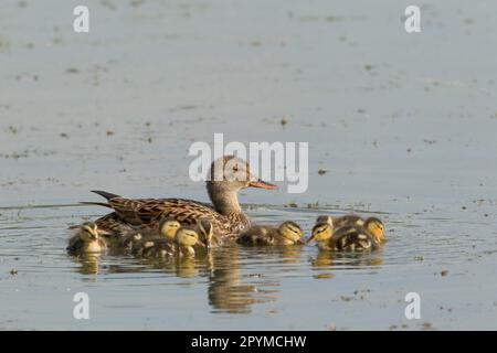 Gadwall (Anas strepera) femmina adulta con anatroccoli, nuoto su ex fossa di ghiaia allagata, Lackford Lakes Nature Reserve, Suffolk, Inghilterra, United Foto Stock