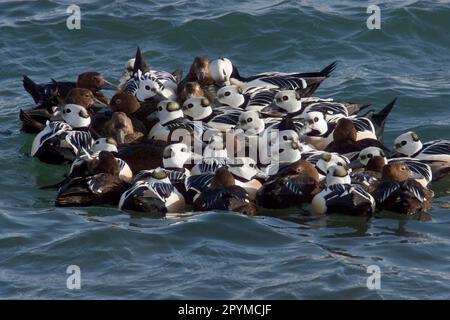 Steller's Eider (Polysticta stelleri) maschi e femmine adulti, gregge d'inverno molto affollate sul mare, Varanger Fjord, Norvegia Foto Stock