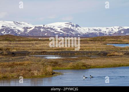 Barrow's Goldeneye (Bucephala islandica) coppia di adulti, nuoto sul fiume in habitat, con colline coperte di neve sullo sfondo, fiume Laxa, Myvatn, Islanda Foto Stock