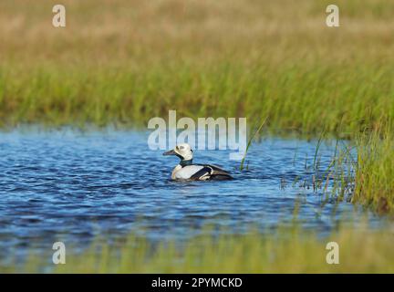 Steller's steller's Eider (Polysticta stelleri) maschio adulto, riproduttore piumaggio, nuoto in piscina tundra, vicino Barrow, utricularia ocroleuca (U.) (U.) Foto Stock