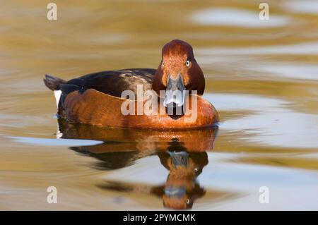 Anatra ferruginosa (Aythya nyroca) adulto maschio, nuoto, primavera (in cattività) Foto Stock