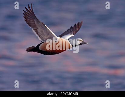 Steller's steller's Eider (Polysticta stelleri) maschio adulto, in volo sul mare, Norvegia settentrionale, paludi Foto Stock