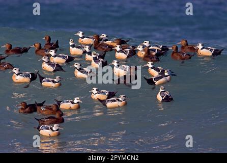 Steller's steller's Eider (Polysticta stelleri) maschi e femmine adulti, gregge in mare, Norvegia settentrionale, paludi Foto Stock