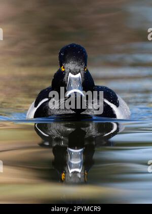 Anatra con collo ad anello (Aythya claris), anatra con collo ad anello, anatra con collo ad anello, anatre, Uccelli d'oca, Animali, Uccelli, anatra con collo ad anello maschio adulto, nuoto Foto Stock