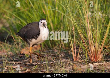 Gallina d'acqua di razza bianca (Amaurornis phoenicurus), adulto, camminando sul fango, Hong Kong, Cina Foto Stock