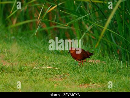 Crostata di colore rosso (Porzana fusca), per adulti, a piedi su erba corta ai margini della palude, Thailandia Foto Stock