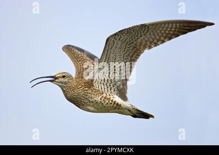 Whimbrel, Rain Curlew, Whimbrels (Numenius phaeopus), Animali, Uccelli, Waders, Whimbrel adulto, chiamata in volo, Mainland, Shetland Islands Foto Stock