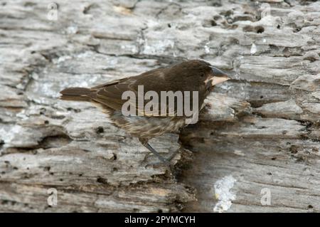 Finch Ground, finch espanola cactus (Opuntia), Finch Ground Opuntia, Finch Darwin's (Geospiza conirostris), endemico, uccelli songwirds, animali, uccelli Foto Stock