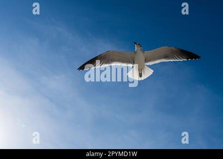 Un gabbiano che sorvola un cielo blu brillante sopra le soffici nuvole bianche, le sue ali si allargano mentre scivola senza sforzo Foto Stock