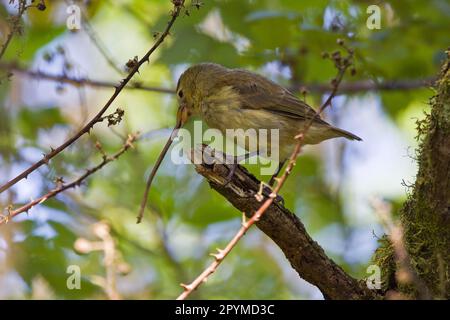 Picchio finch (Camarhynchus pallidus), Picchio finch, Songbirds, Animali, Uccelli, Buntings, Galapagos picchio Finch con un bastone per trovare Foto Stock