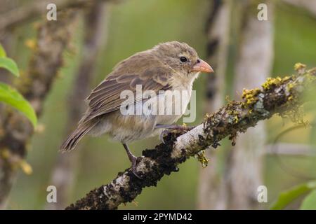 Picchio finch (Camarhynchus pallidus), Picchio finch, Songbirds, Animali, Uccelli, Buntings, Woodpecker Finch sull'isola di Santa Cruz, Galapagos Foto Stock