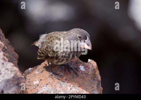 Finch Ground, Finch Ground Opuntia, Finch Ground Opuntia, Finch Darwin, endemico, Songbirds, animali, uccelli, fringuelli, Galapagos grande cactus Foto Stock