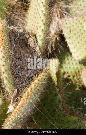 Cactus (Opuntia) Finch di terra, finch di cactus comune (Geospiza scandens), Finch di terra di Cactus, finch di Darwin, endemico, songbirds, animali, uccelli Foto Stock